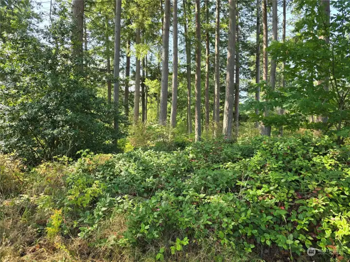 Beautiful, mostly level and lightly treed, perfect for your dream home!