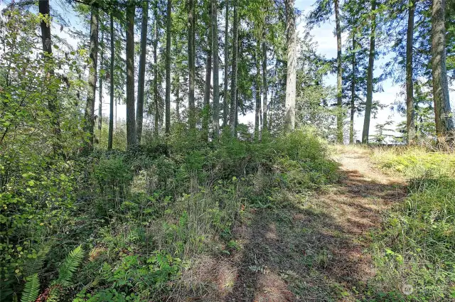 Path through the evergreens to view