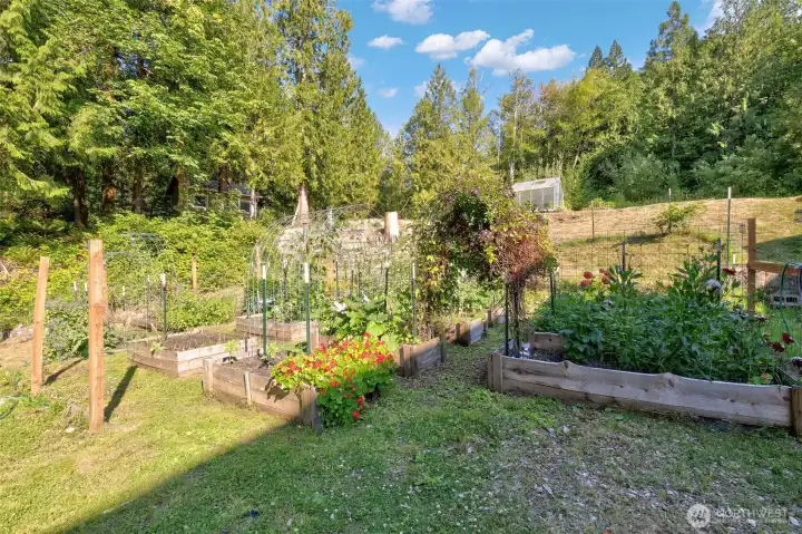 Beautiful Established Garden