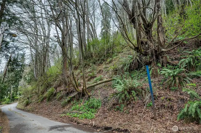 Potential location for driveway.