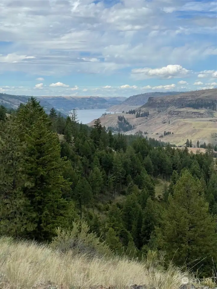 Looking into the timber towards one of the main game trails