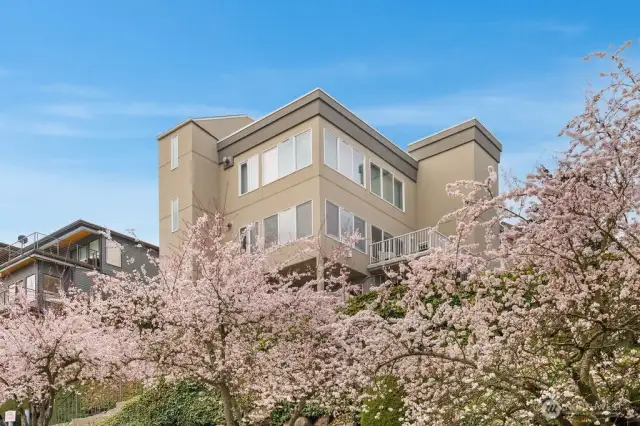 View of Castle Condominium during the cherry blossom season