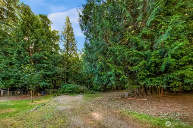 Vast backyard of forest with large timber value