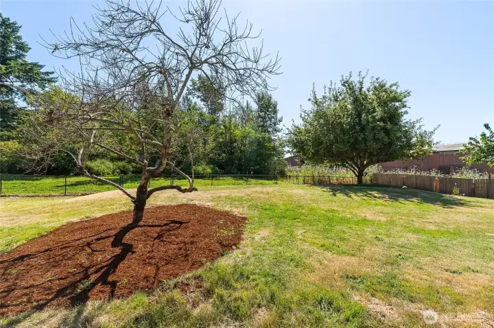The peach tree and one of the many apple trees available.