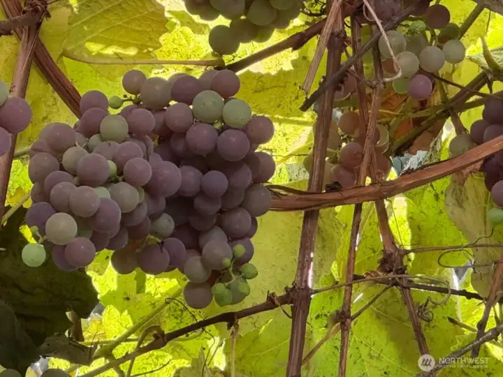 Fruit trees & berry bushes are scattered throughout the property, including this grape vine in the courtyard, blueberry bushes, Italian plums, two apple varieties & two cherry varieties