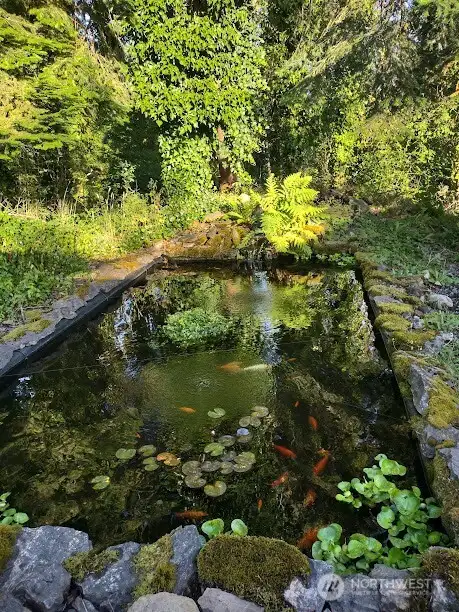 A fishpond with a variety of colorful, beautiful swimmers