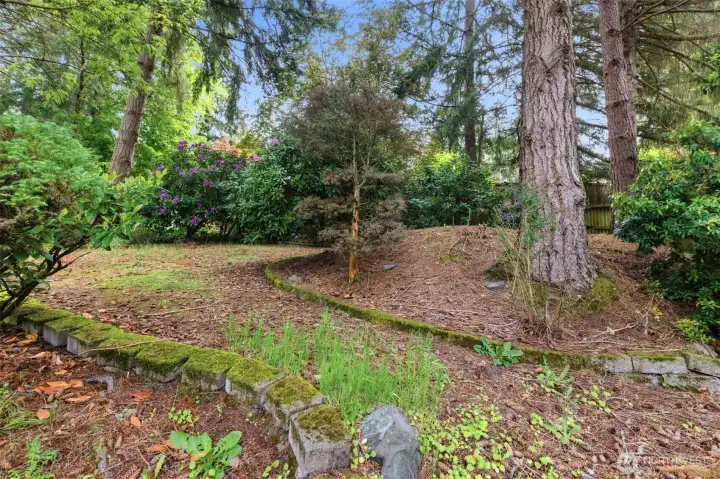 Woodsy back area Woodsy back area