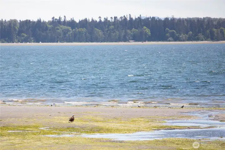 Super low tide this day with Bald Eagle on the beach Super low tide this day with Bald Eagle on the beach