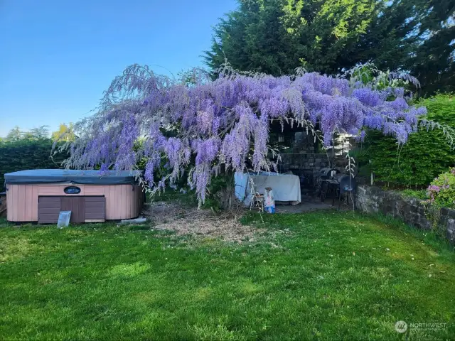 Wisteria tree in full bloom blanketing the out door seating area in lavender! Stunning!
