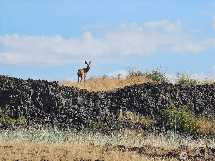Mule Deer Mule Deer