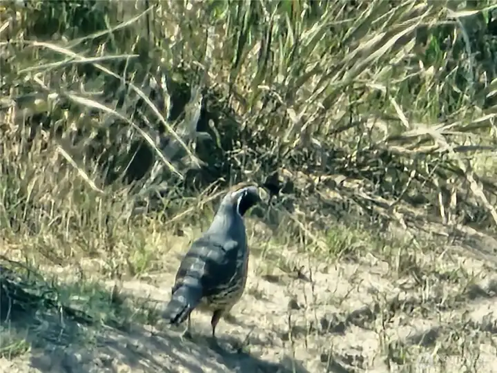 Quail Quail