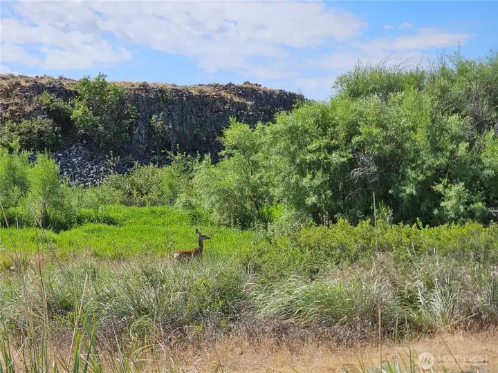 Deer in Creek Deer in Creek