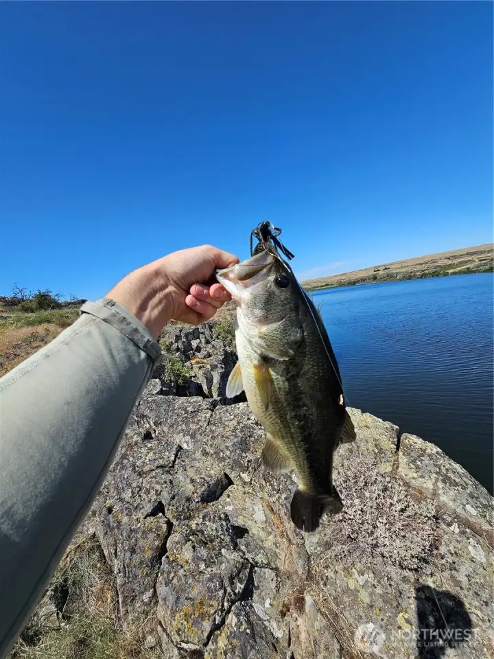 Large Mouth - Caught on Picture Day Large Mouth - Caught on Picture Day