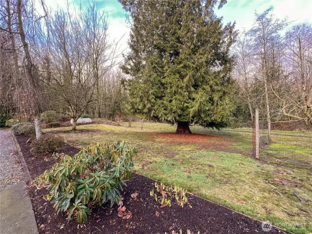 Another view of side yard towards road.