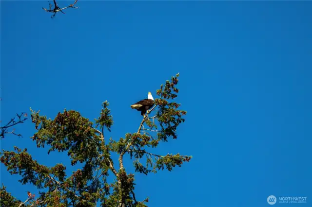 Plenty of wildlife to watch as well!