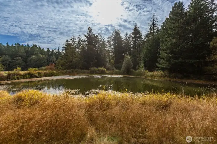 Beautiful pond