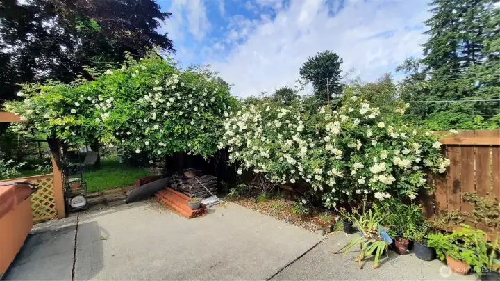 This is what the yard looks like when the back yard is in bloom in the spring and summer.