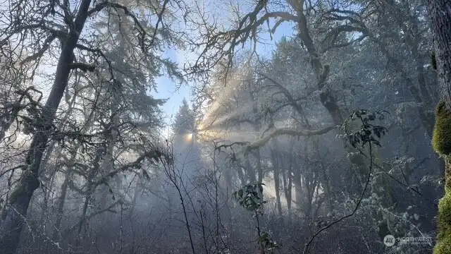LOOKING FROM THE PROPERTY INTO THE FOREST AREA