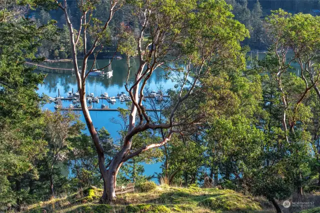 View of Cayou Quay Marina through one of the many madrona trees on the property.