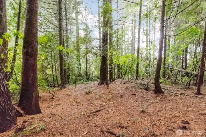 Peaceful two-acre greenbelt offering privacy, trees, and serene natural surroundings