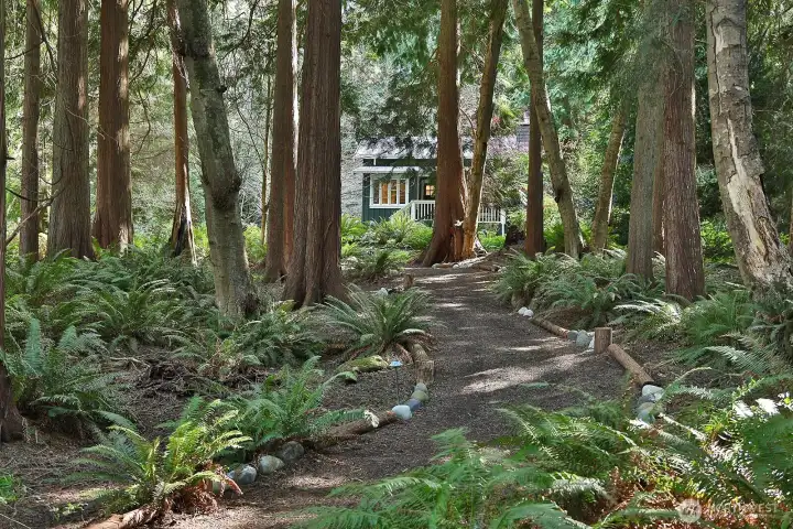 Pathway through the evergreens and ferns to the guest cottage.