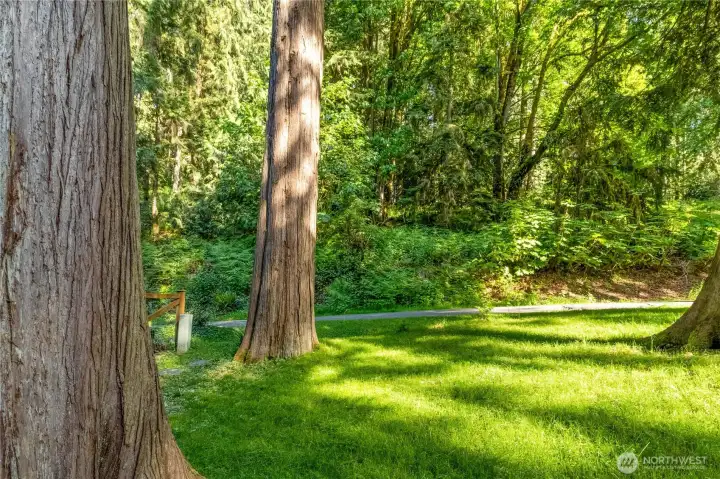 Beautiful yard and views of the forest across the street
