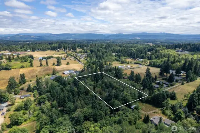 Could have value in the trees