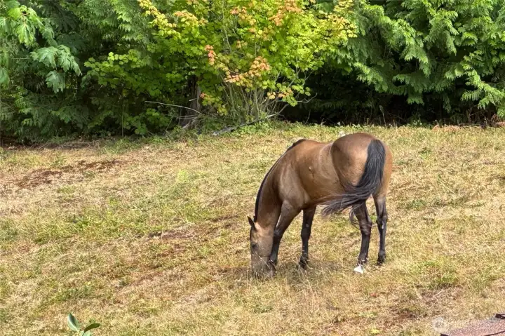 Property is fully fenced and ready for livestock. Property is fully fenced and ready for livestock.