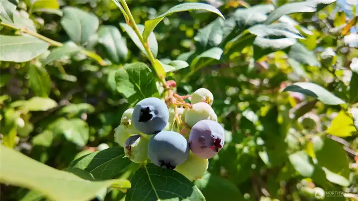 Blueberries