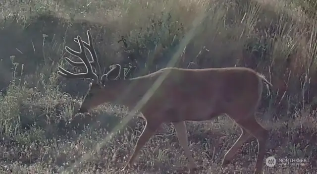 Deer on property