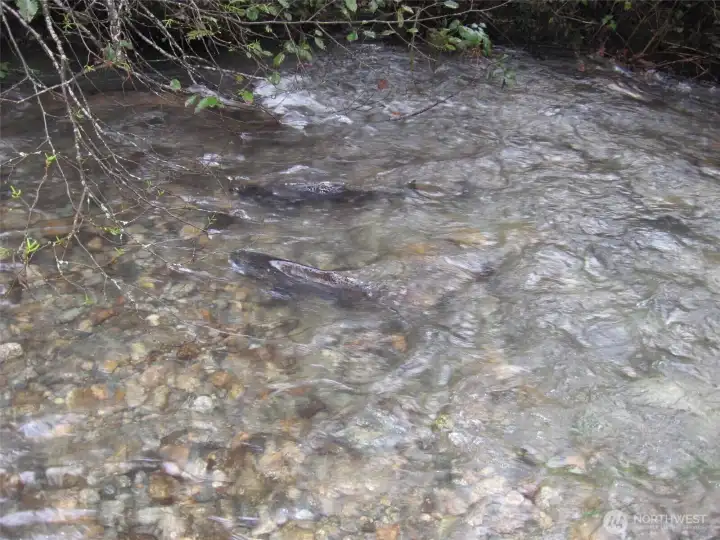Salmon spawning in the creek ~ endless entertainment!