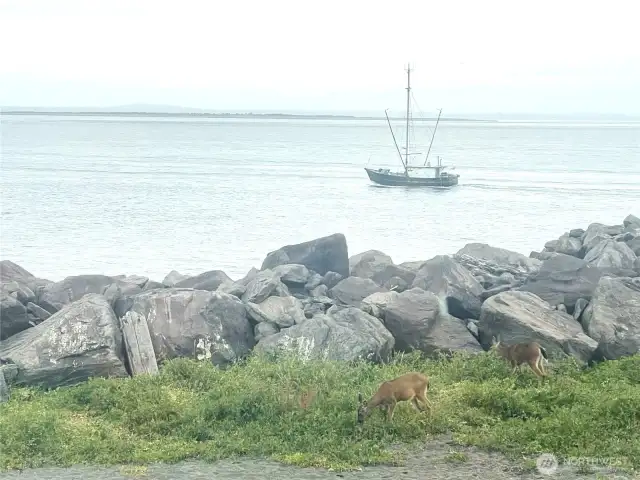 Lots of ships and boats to watch as they head to the ocean to find the fish and crab!