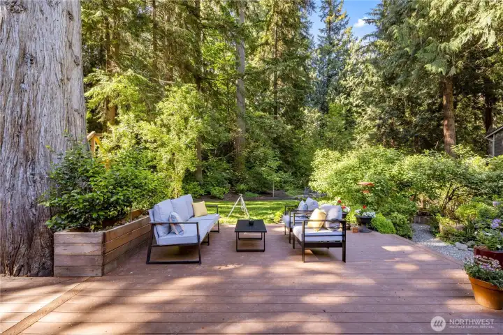 The deck feels like an outdoor room beneath the trees, with the great pine creating a cathedral sense of height and presence. Imagine quiet morning coffee, afternoon conversations, or long evenings here, surrounded by garden greenery and the peaceful feeling of a private nature retreat.
