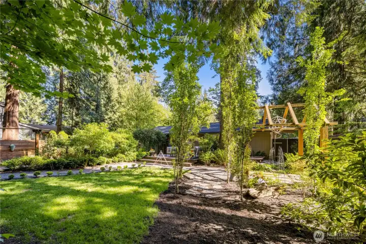 Parkland Pillar birch trees line this pathway, creating a fairytale-like garden corridor beneath the trees.