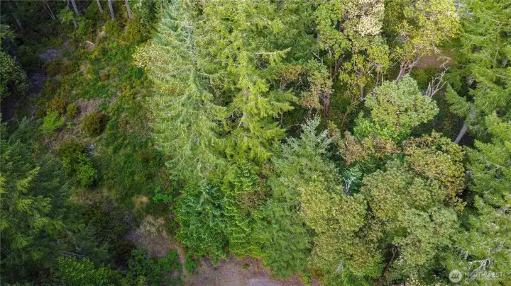 A bird’s-eye view of the parcel’s lush green canopy, showing its private setting at the edge of the cul-de-sac.