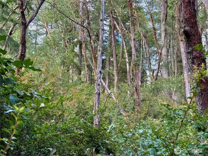 Enjoy the native huckleberries while you imagine what this peaceful island setting could become.