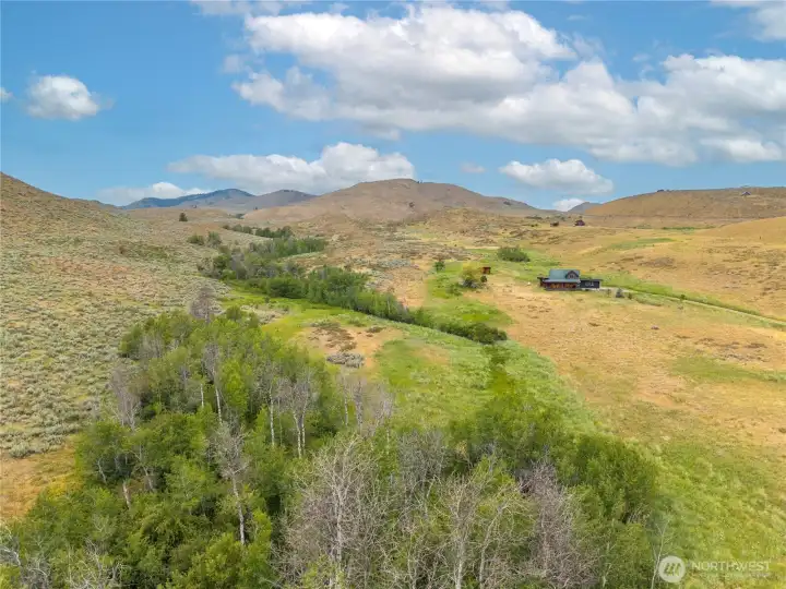 The beauty of an Aspen grove with seasonal drainage, native & natural wildlife habitat.