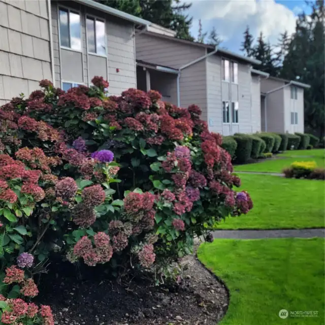 Beautiful flower bushes and gorgeous landscaping.