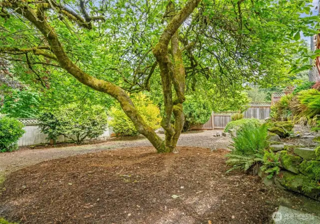 Very mature Magnolia tree in the back yard is perfect for a tree swing!