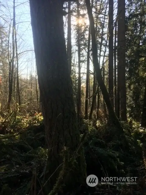 One of a number of large fir trees