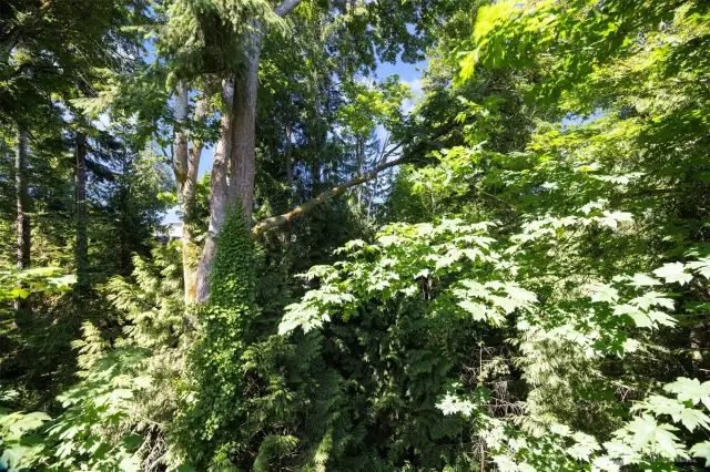 The trees off the deck make for a private area.