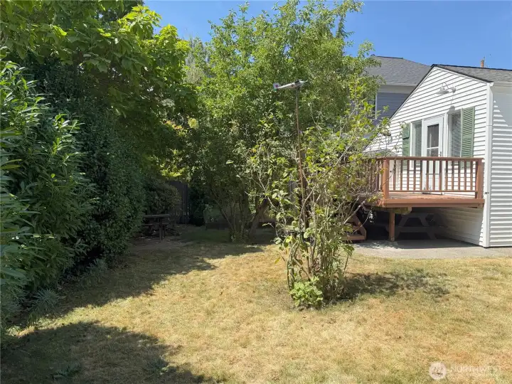 Backyard deck