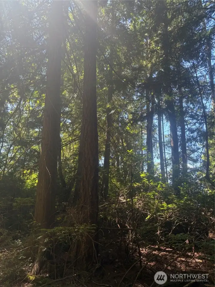 These magnificent trees and be limbed up to open up the westly views of Dabob Bay and the Olympic Mountians