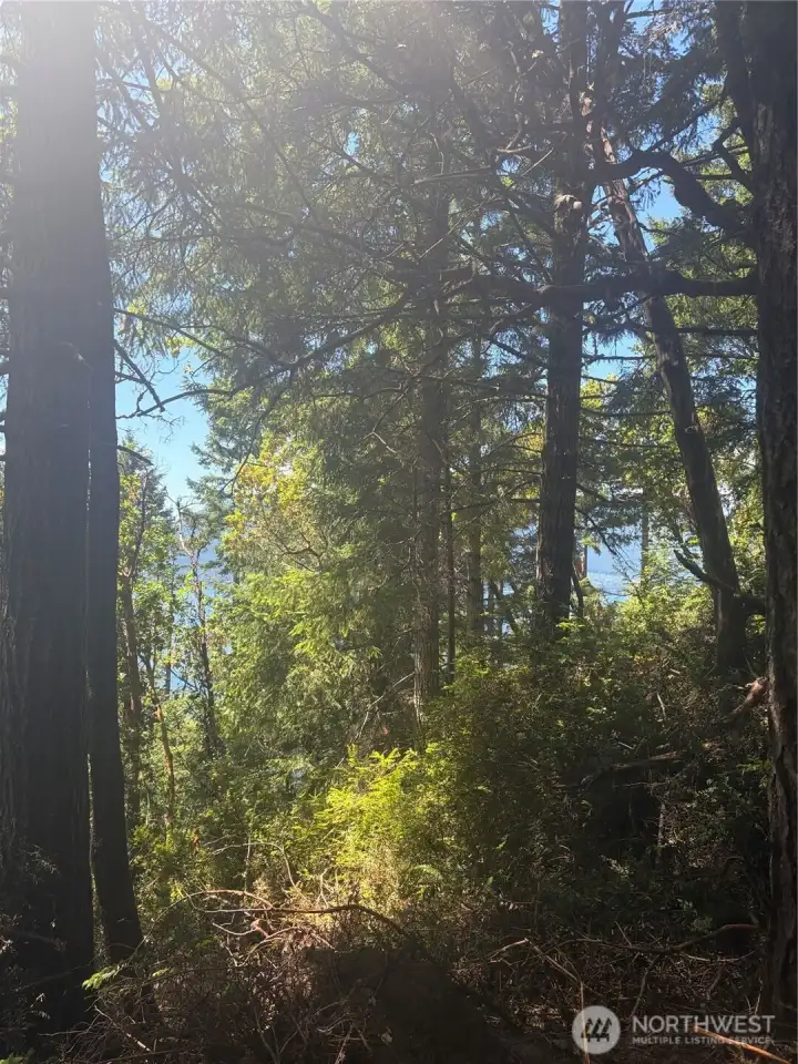 These magnificent trees and be limbed up to open up the westly views of Dabob Bay and the Olympic Mountians