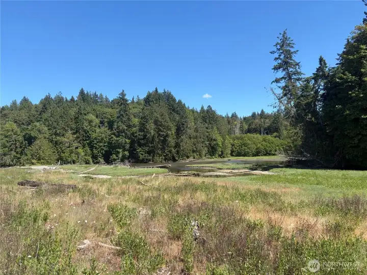Abundant wildlife in the marshes and backwaters of the community area.