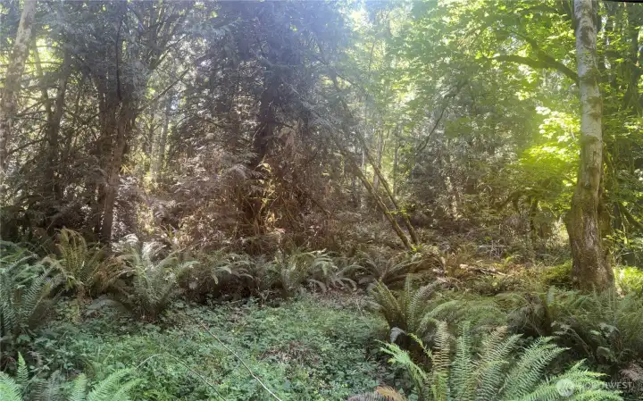 Lower portion of the acreage off Zelatched Point Rd. Level area with great potential for second home, garage or well site.