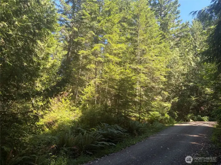 Property below Foxglove Rd.