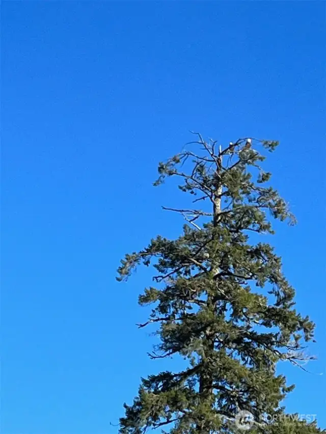 Large fir tree overlooking back yard is home to a family of eagles.
