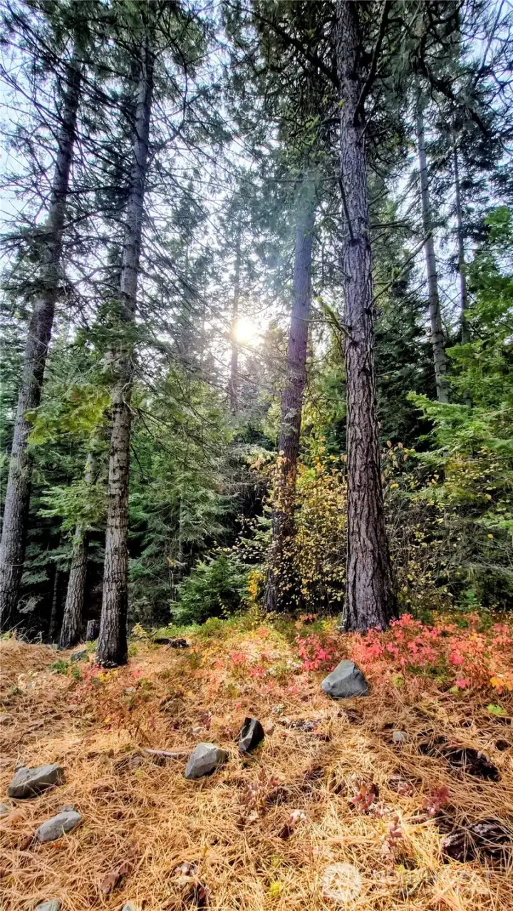 Mature beautiful trees