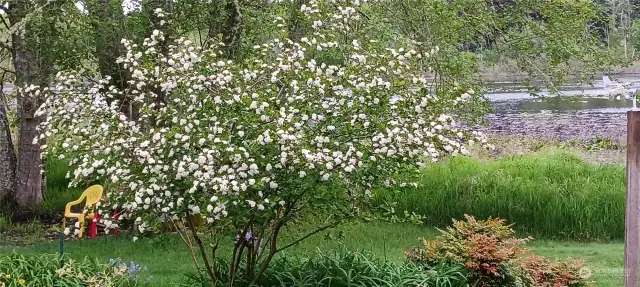 Aronia bush in bloom